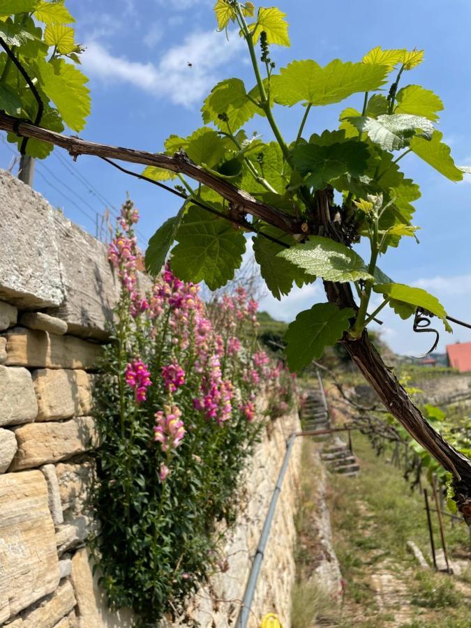 Ferienhaus Traminer Im Weinberg Freyburg Exteriér fotografie